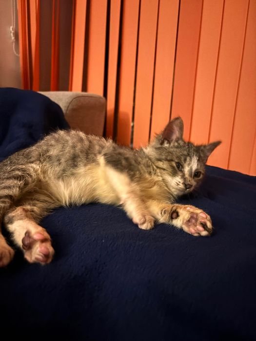 Подарявам малко котенце