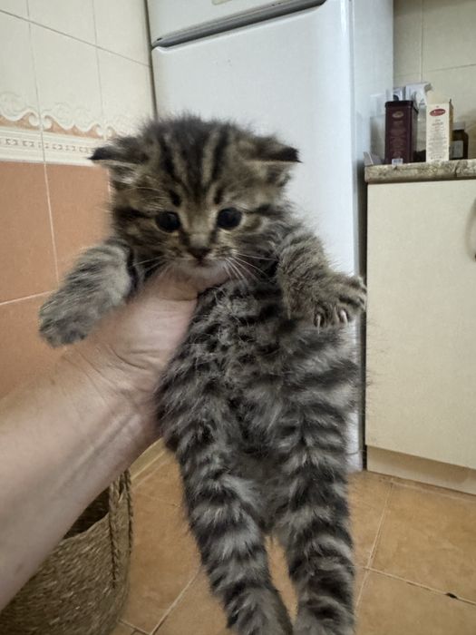 Отдам В добрые руки котята