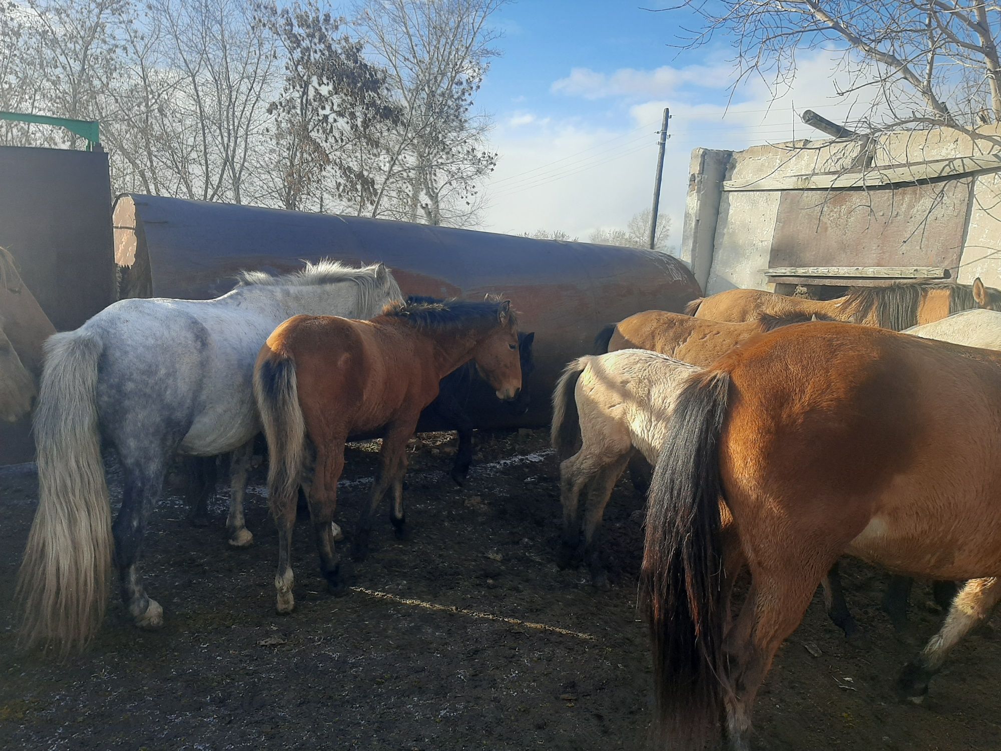 Касяк лошадей 21 головы обмен на квартиру в Астане жеребята на согым.