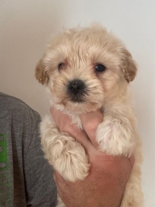 Maltipoo Baiat Toy cu carnet