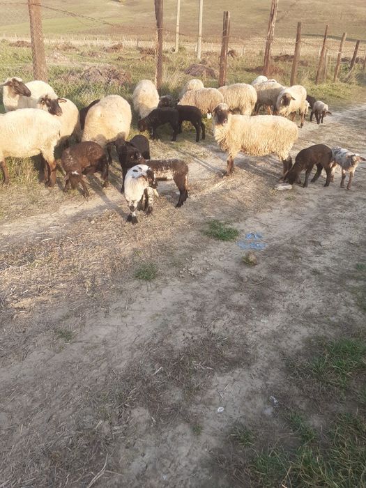 Vind oi fatate și gestante