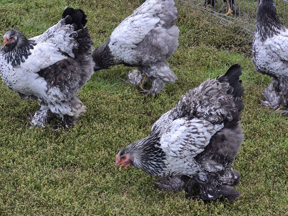 Vând păsări de țară