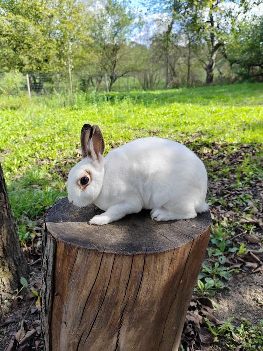 Vând iepurași Rex pitic din părinți tatuați rasă pură