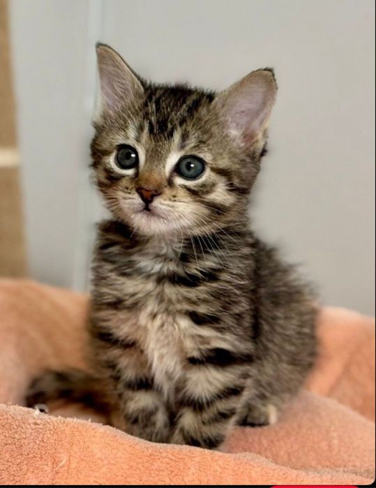 Norvegiana de padure puiut