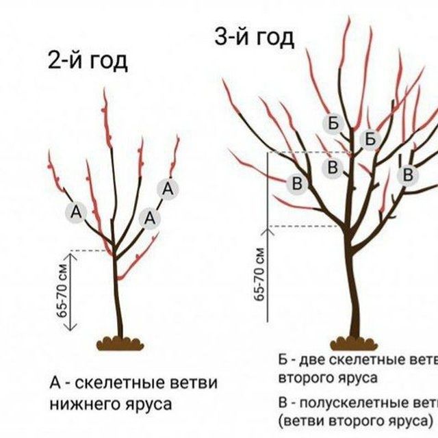 Sadovnik bogbon hizmati