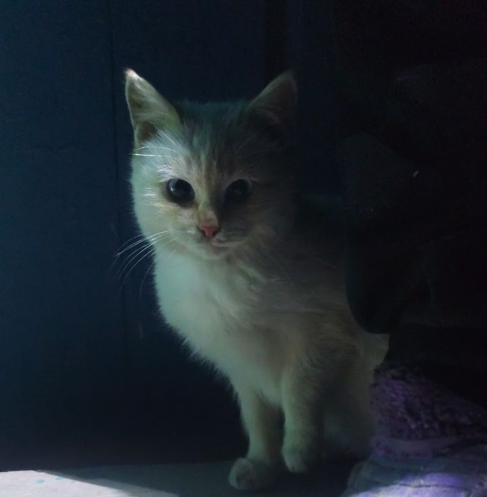 Котик в добрые руки