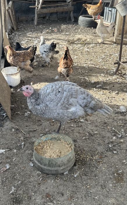 Индюшки аспидные.