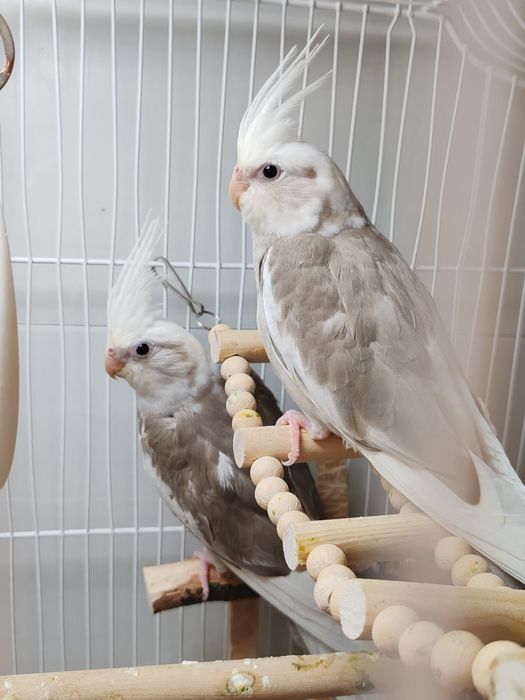 Продаются малыши кореллы