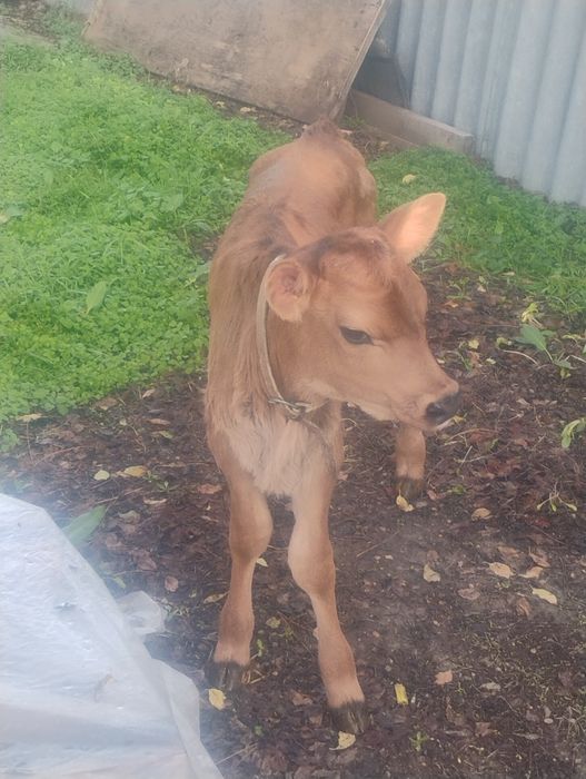 Продавам женско джарсе