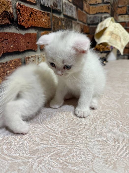 Scottish fold и straight