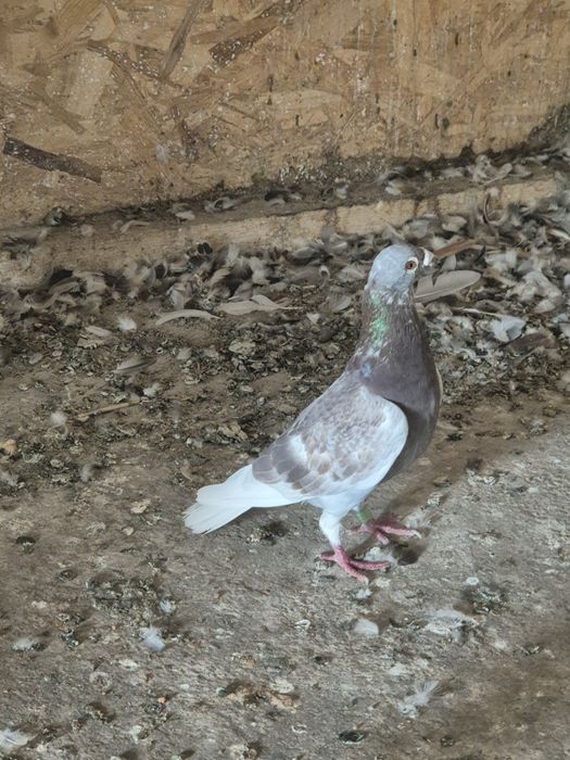 Porumbei voiajori