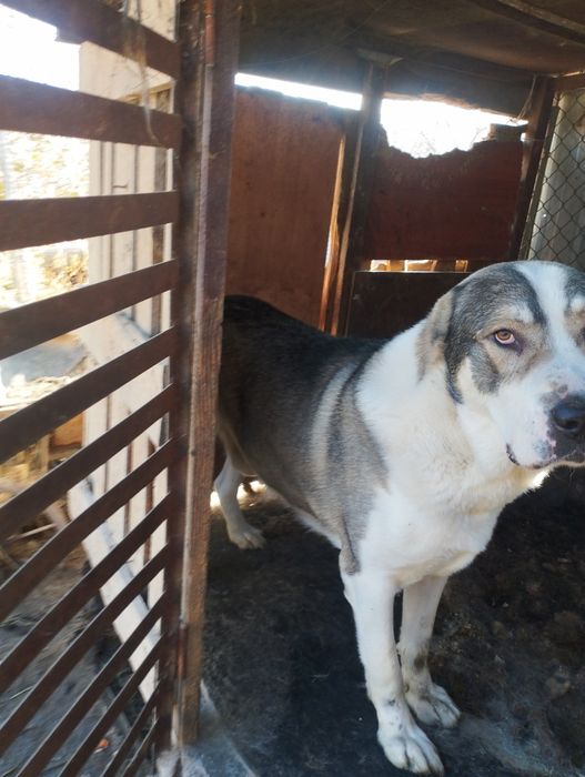 Продам собаку алабай 2 года