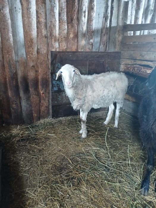 Овечка на мясо  1 шт осталось