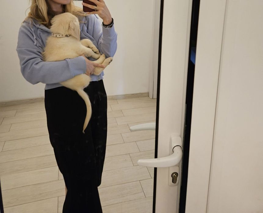 Продава се Голден Ретривър