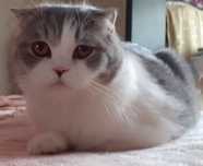 Нужен кот скоттиш страйт для вязки!