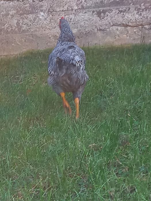 Vand 2 cocos plymont