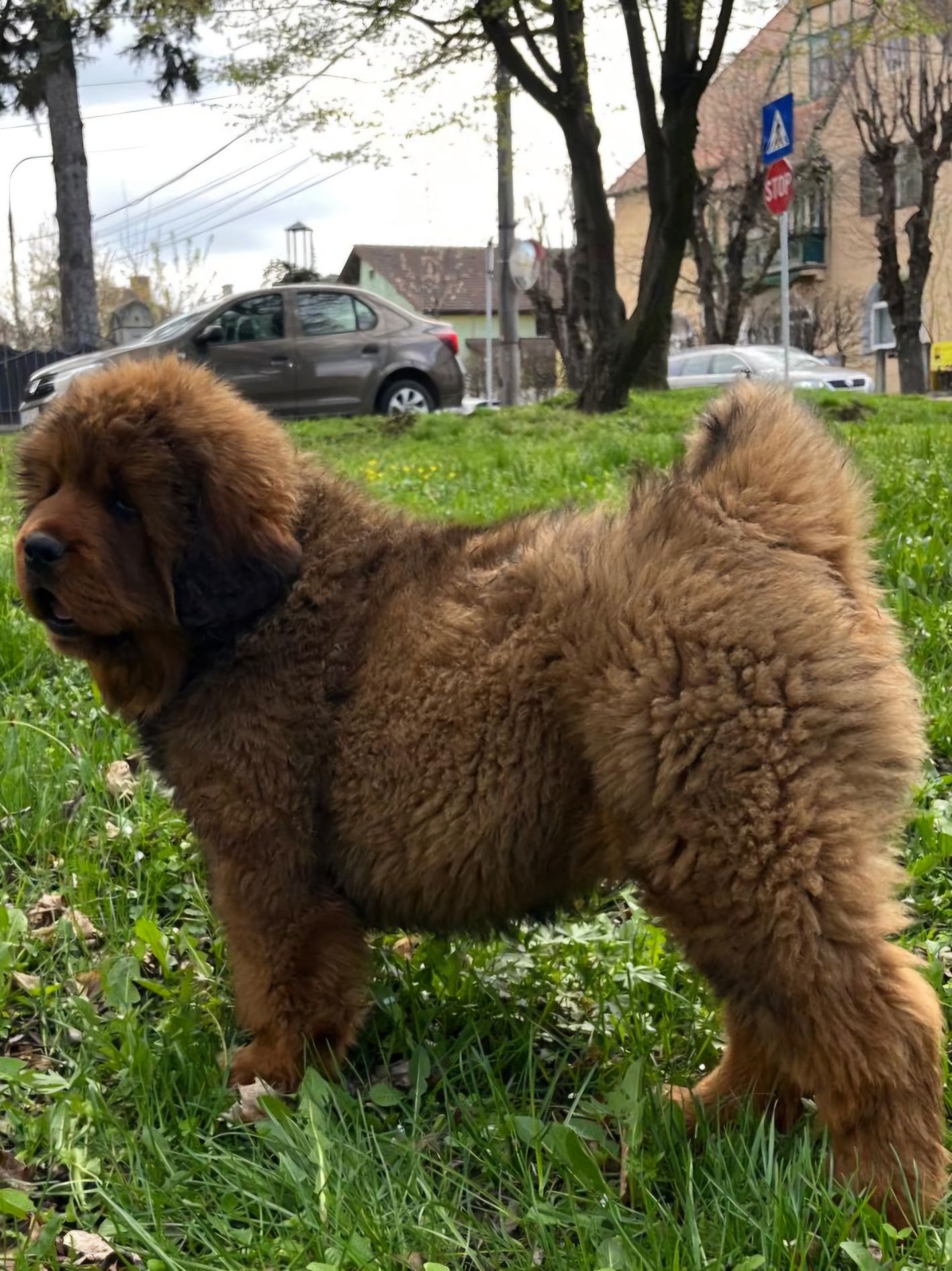 Mastiff Tibetan  de vânzare