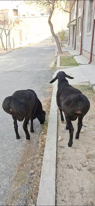 Qo‘zi qo‘chqorlar sotiladi.