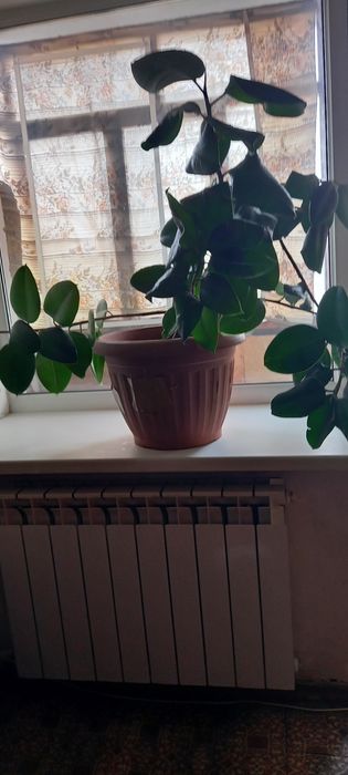 Фикус " бейлиз" высота 1 метр и другие разновидности фикуса