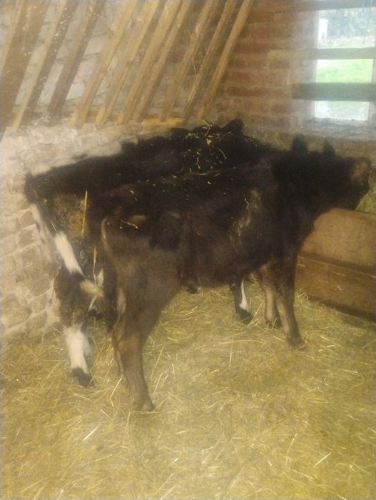 Продавам три  телета