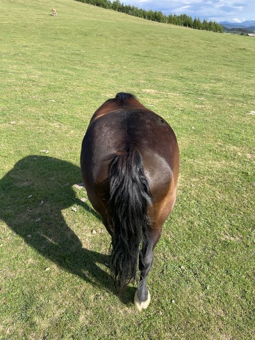 Iapă de vânzare…