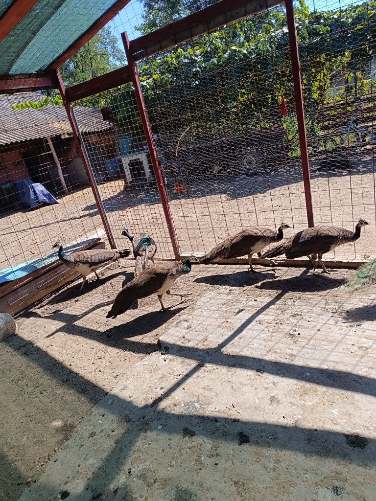 Păuni maturi de vânzare!