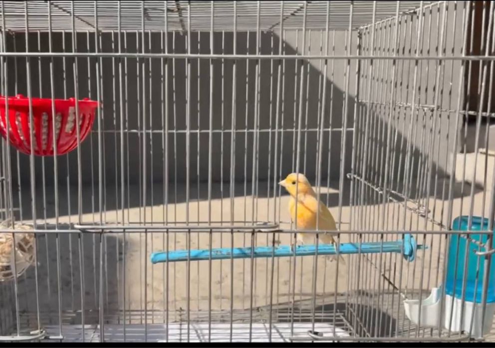 Moda tayyor gnezdo yegʻishni boshladi srochno arzonga