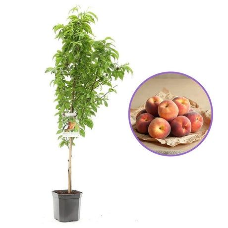 Pomi Fructiferi La Ghiveci  PIERSIC