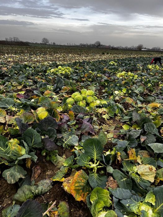 Vand varza romaneasca