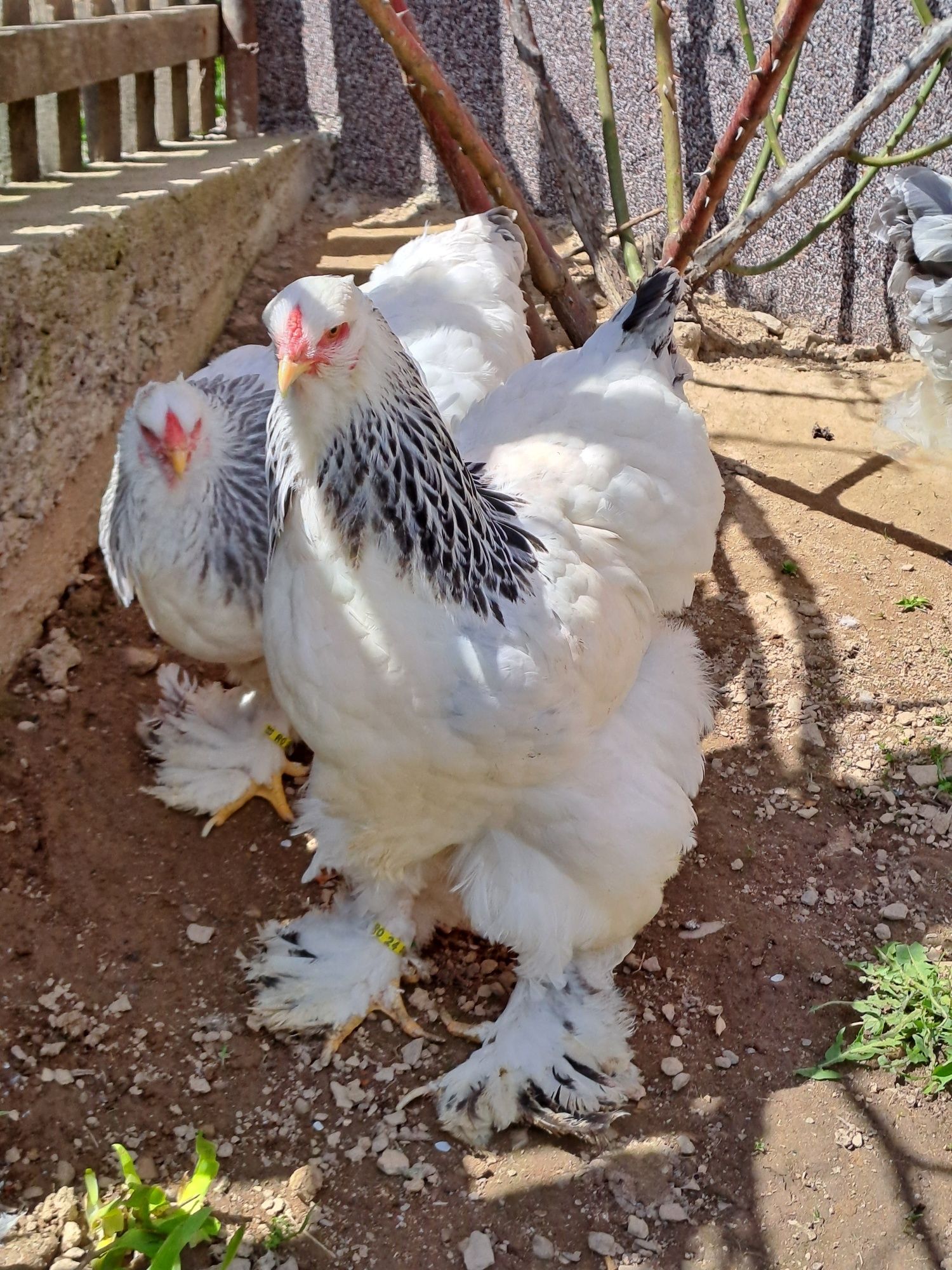 Găini si pui Brahma HD,HDA