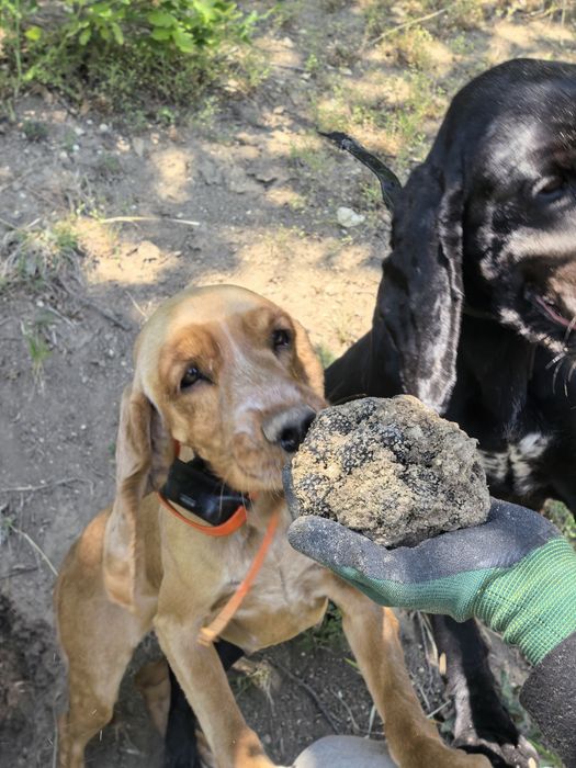 Кучета за трюфели