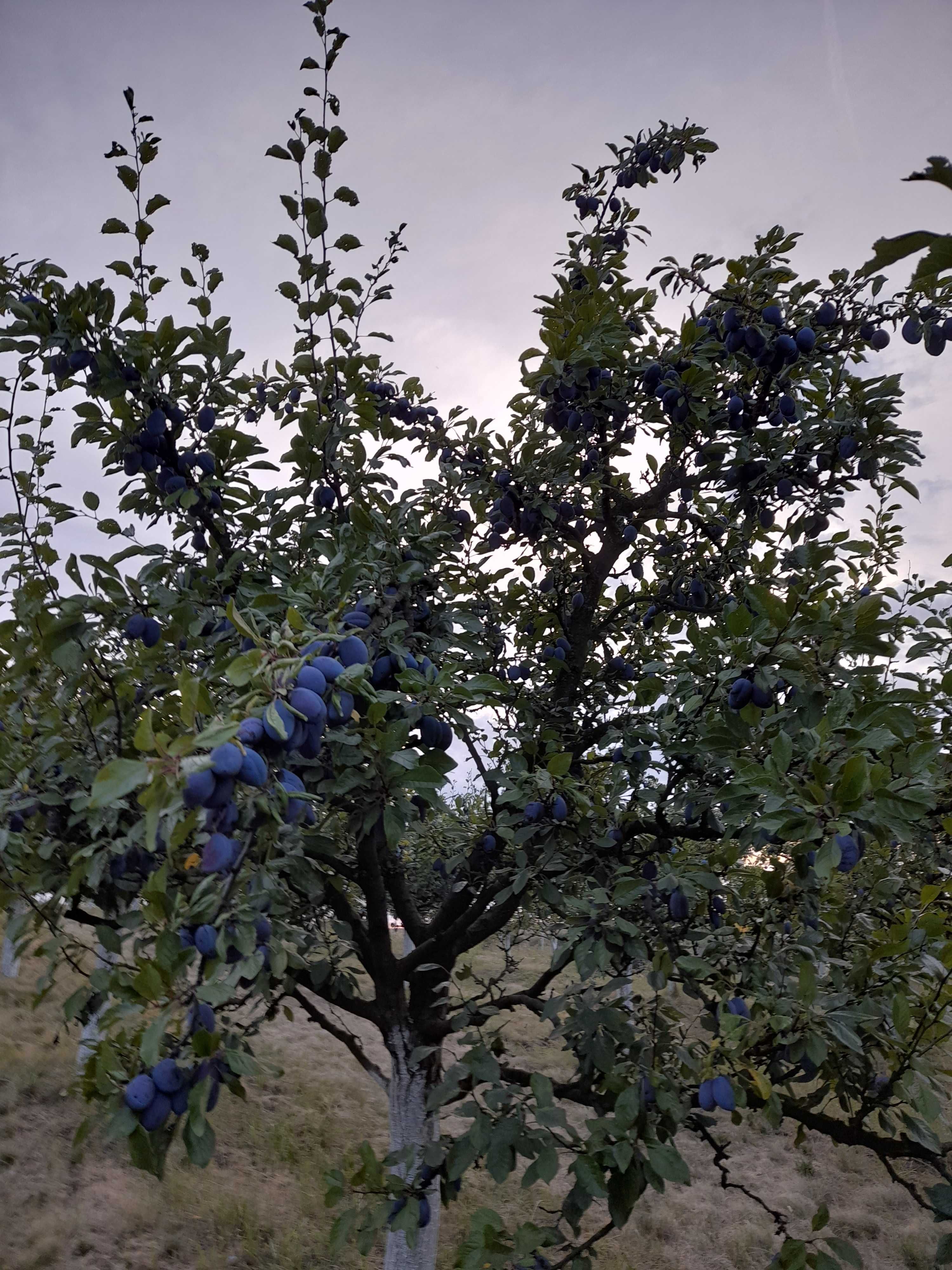 Prune stanley pentru consum- Zăbrani