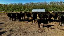 Ferma la cheie vaci de carne Angus