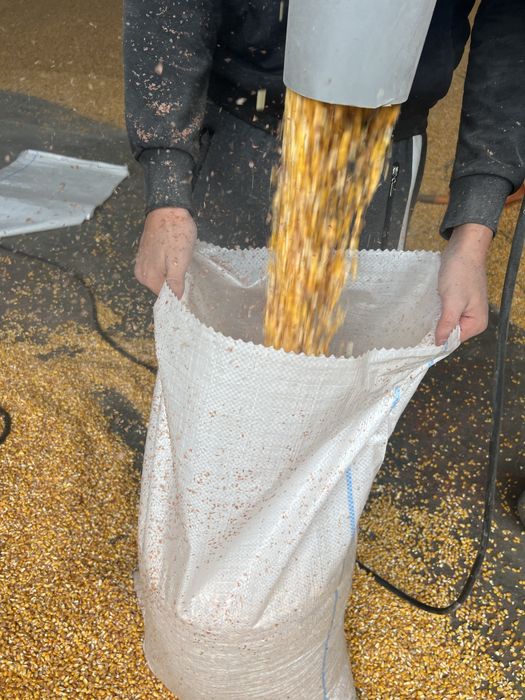 Vand Porumb Boabe Sticlos