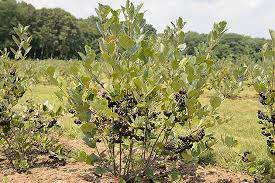 Seminte cu factura// Aronia/Paulownia/Goji///