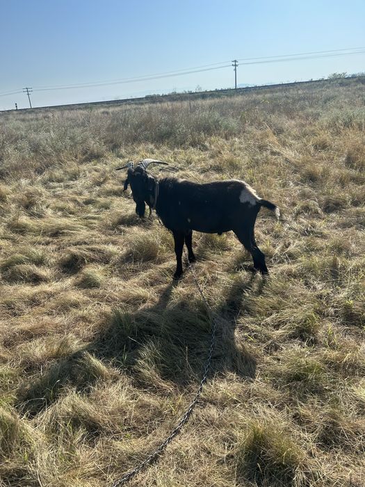 Vand capre  alpin fracez si anglonubia cu lapte si un tap