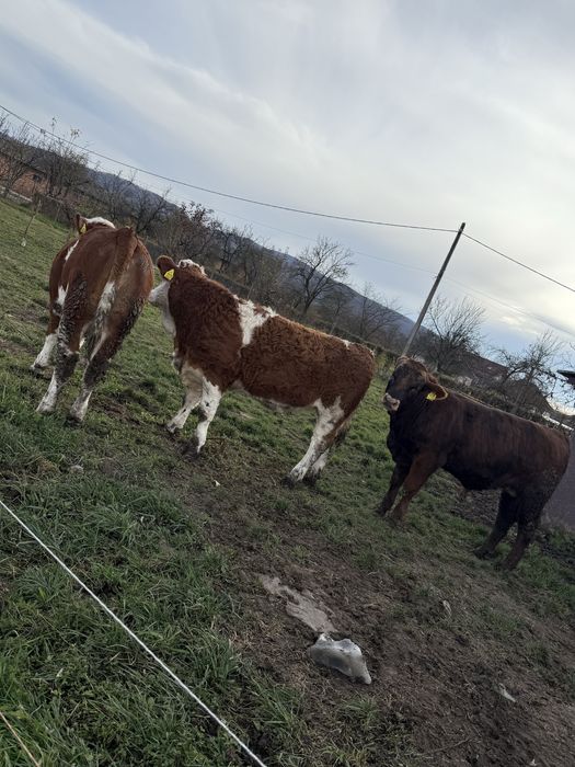 Vand 3 vițele si un vițel