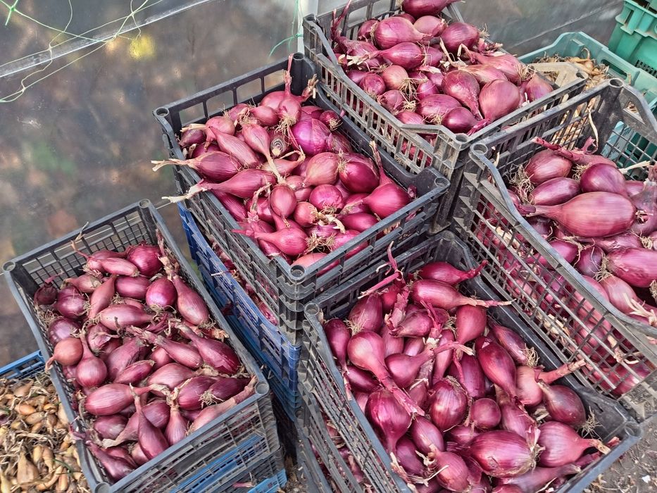 Dovleac gustos de vânzare