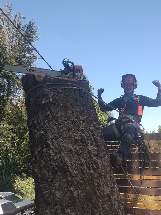 Спилить дерево , обрезка