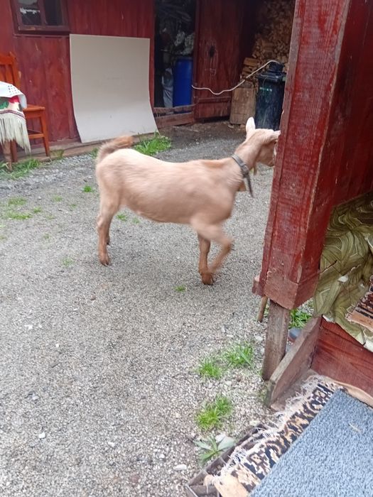 Vând iadă din 2025