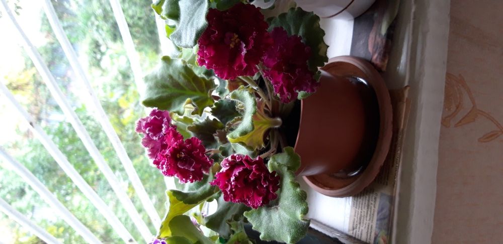 Продаю цветы- фиалки! Не дорого!