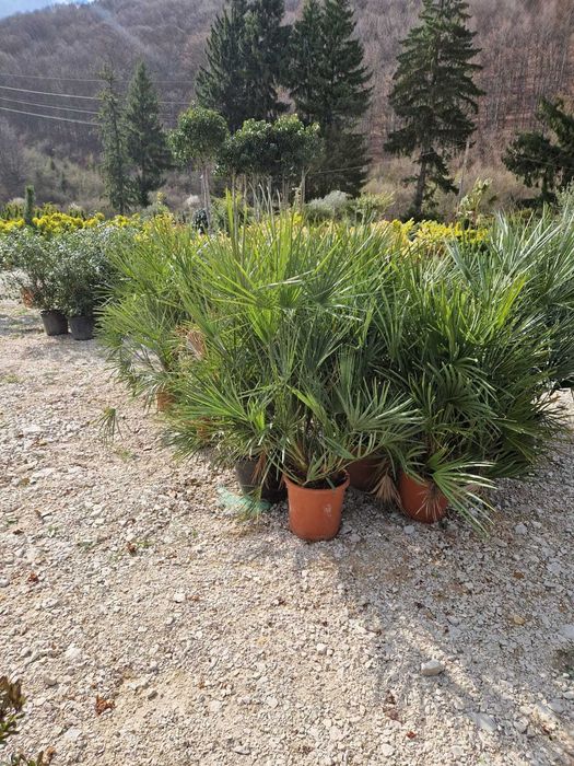 Plante ornamentale elegante pentru peisaje încântătoare