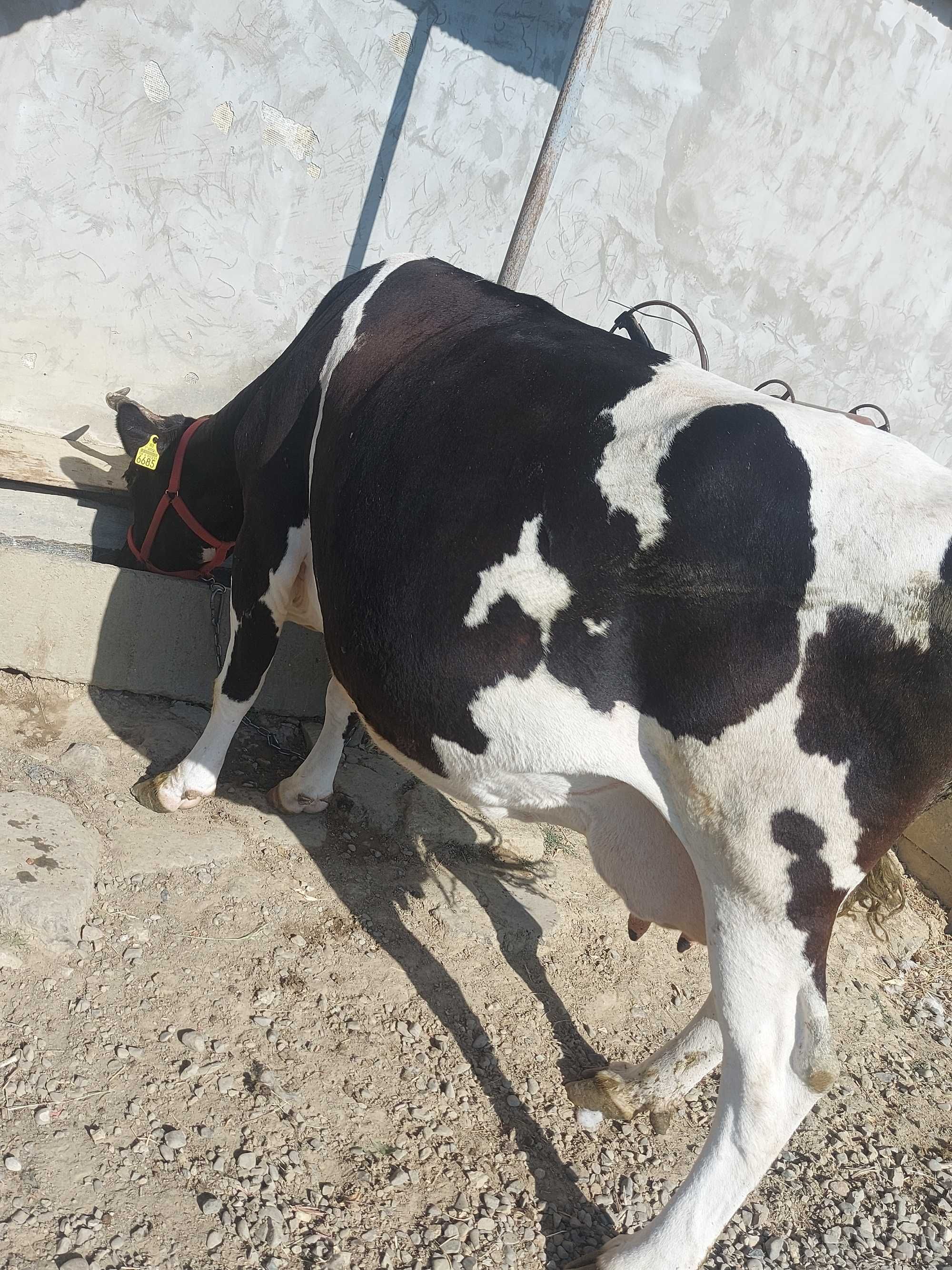 De vanzare manza de 2 ani manz de 1an si 4 luni si vaca pentru abator