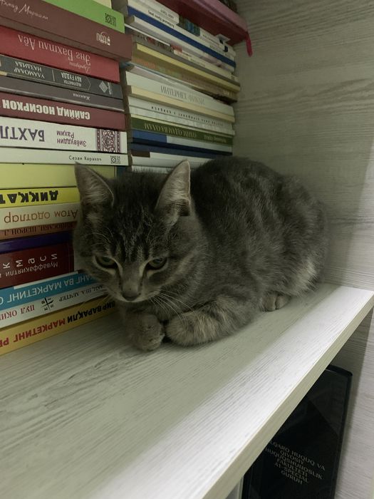 Skotish strayt mushuk