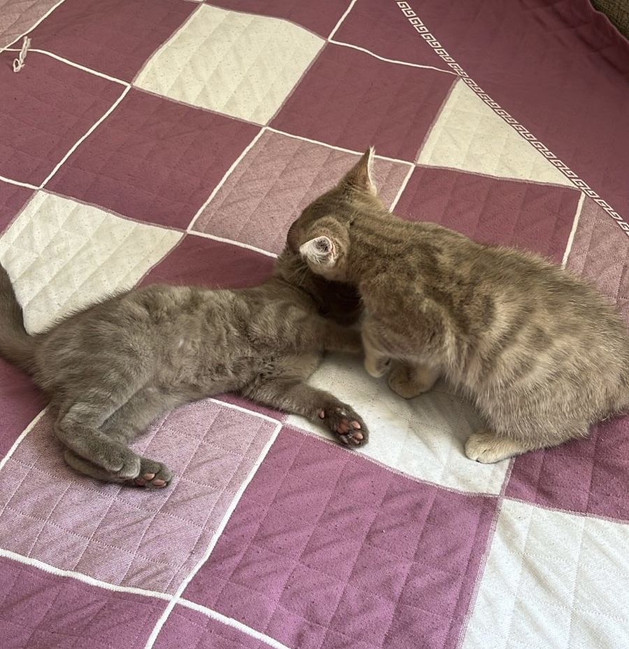 Отдам котят бесплатно