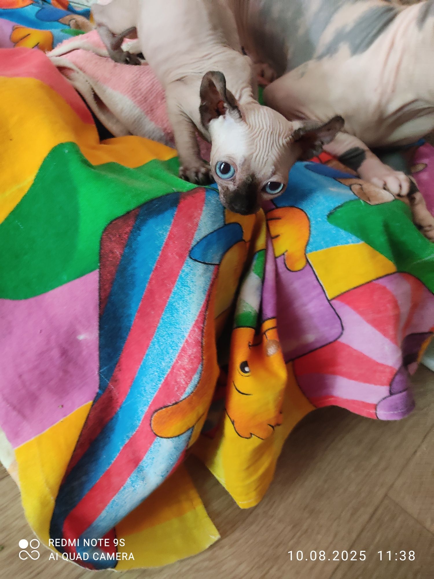 Котенок канадский сфинкс,родился 15июня  один мальчик