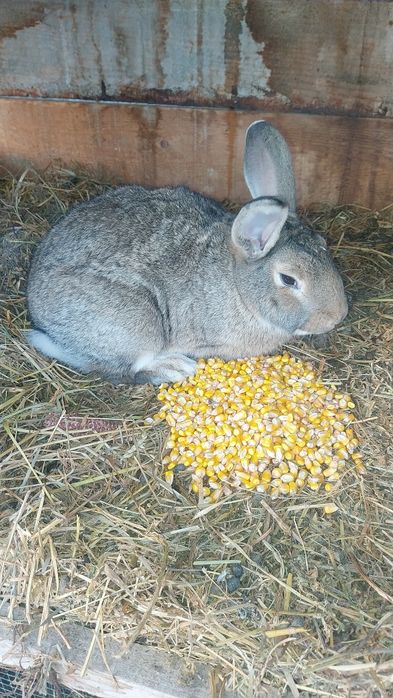 Iepuri de casa.rasa comuna.