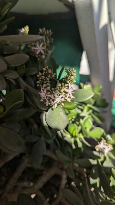 Dollar gul 20 yillik