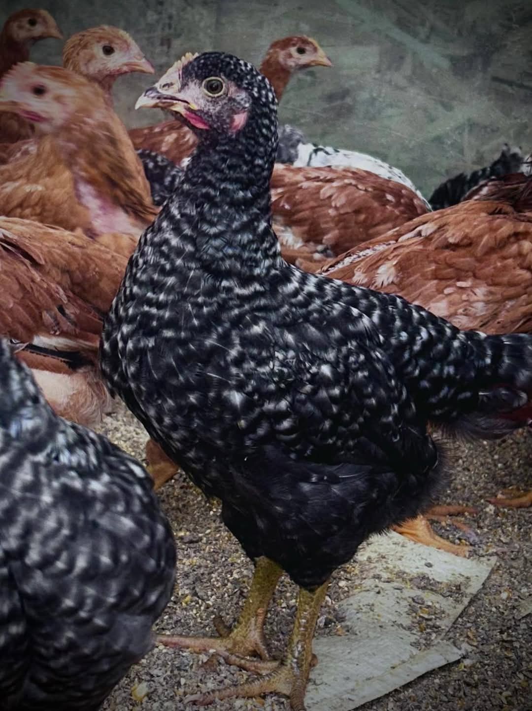 Ferma de pui rasă mixtă porumbac roșu Kabir gât golași