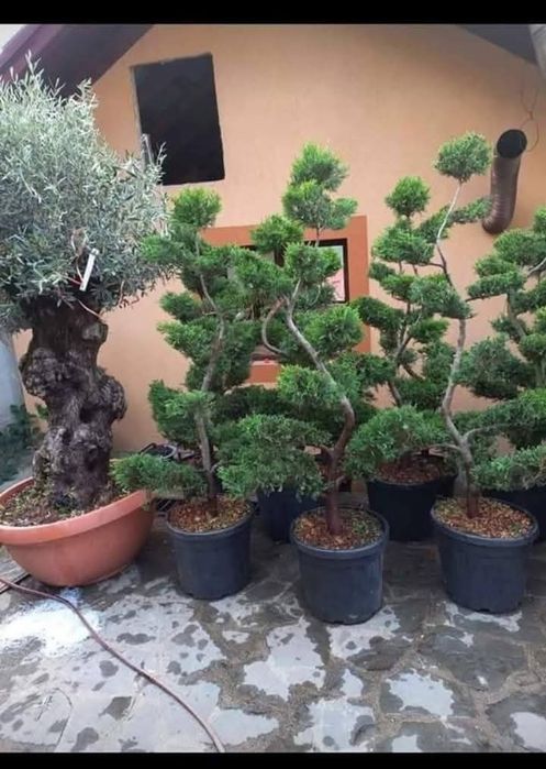 Bonsai glob cu 3 leleandy magnolia catalpa l